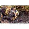 Image 2 : NEW MEXICO DESERT BIGHORN SHEEP PERMIT
