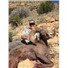 Image 8 : NEW MEXICO DESERT BIGHORN SHEEP PERMIT