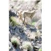 Image 2 : FRATERNITY OF THE DESERT BIGHORN FAMILY WILDLIFE CONSERVATION EXPERIENCE (Proceeds benefit WSF and F