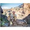 Image 2 : ARIZONA DESERT BIGHORN SHEEP PERMIT