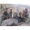 Image 8 : ARIZONA DESERT BIGHORN SHEEP PERMIT