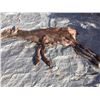 Image 2 : DORSAL CUT LIFE-SIZE DESERT SHEEP CAPE RAM