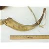 Image 5 : Antque Powder Horn