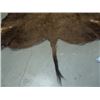 Image 4 : Tanned Buffalo Hide