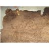 Image 8 : Tanned Buffalo Hide