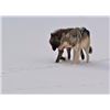 Image 1 : Ontario Wolf Hunt