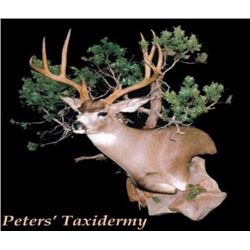 TAXIDERMY - Shoulder Mount