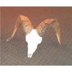 Set of Washington State Bighorn Ram Sheep Horns