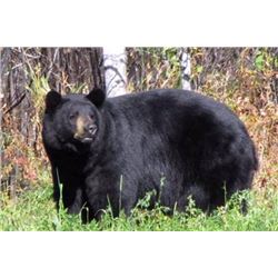 Bear Hunt in the Selway-Bitterroot Wilderness