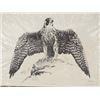 Image 2 : Peregrine Falcon Signed & Numbered Print, Katona