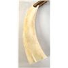 Image 3 : Bone Tooth Necklace on Leather