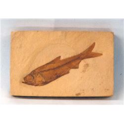 Eocene Age Fish Fossil