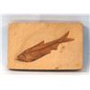 Image 1 : Eocene Age Fish Fossil
