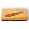 Image 2 : Eocene Age Fish Fossil