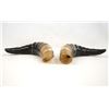 Image 1 : Pair of Polished Springbok Horns