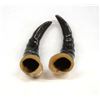 Image 3 : Pair of Polished Springbok Horns