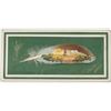 Image 2 : Painted Feather Art Signed by Artist