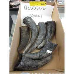 6 Genuine buffalo horns