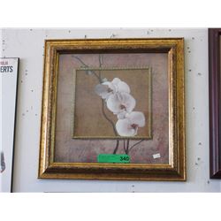 Framed print of an orchid