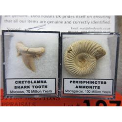 Dinosaur Tooth & Ammonite Fossil