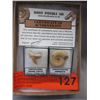 Image 2 : Dinosaur Tooth & Ammonite Fossil