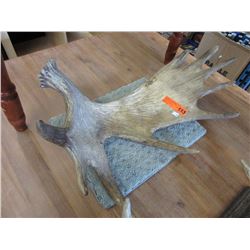 1 Moose antler