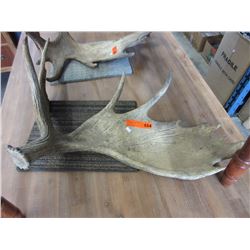 1 Moose antler