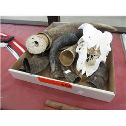 12 Genuine animal antlers & a small skull
