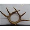 Image 1 : Antler Rack call
