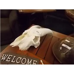 GENUINE MOUNTAIN GOAT SKULL