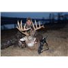 Image 2 : Canada: Northern Giants Trophy Ranch - Saskatchewan