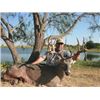 Image 5 : Texas: Cotton Mesa Trophy Whitetail Ranch - Corsicana