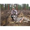 Image 4 : Oregon State Access &Habitat Board Statewide Combo Deer & Elk Tag
