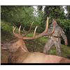 Image 6 : Oregon State Access &Habitat Board Statewide Combo Deer & Elk Tag