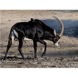 Sable Hunt in South Africa