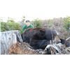 Image 1 : Black Bear Hunt in British Columbia