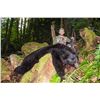 Image 2 : Black Bear Hunt in British Columbia