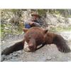 Image 3 : Black Bear Hunt in British Columbia