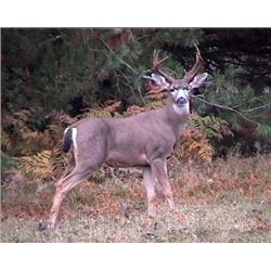 Washington State Governor's Blacktail Deer Tag