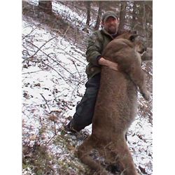 Montana Mountain Lion Hunt