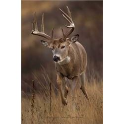 Washington State Governor's Whitetail Deer Tag