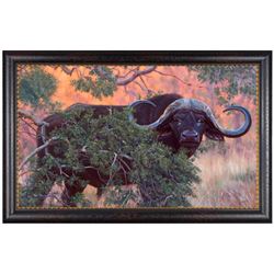 Cape Buffalo Framed Print byJohn Banovich