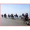 Image 3 : "Rib Eye Ride"  Sunset dining and the beach on horseback!