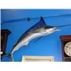 Image 1 : TAXIDERMIED MARLIN