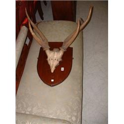 SET OF MOUNTED ANTLERS Estimate: £20-30...