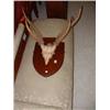Image 1 : SET OF MOUNTED ANTLERS Estimate: £20-30...