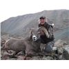 Image 4 : Grand Slam – Four North American Wild Sheep for One Hunter