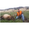 Image 1 : *Montana – 5 Day – Bull Elk Hunt for One Hunter