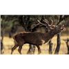 Image 1 : *Spain – 4 Day – Spanish Red Deer Hunt for One Hunter