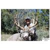 Image 1 : *New Mexico – 5 Day – Desert Mule Deer Hunt for One Hunter